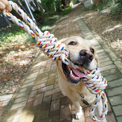 Chien Labrador jouant à tirer un grand jouet pour chiens en corde sur un chemin pavé.