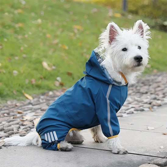 Chien Westie blanc assis dans l'herbe portant un chien manteau bleu canard à liseré jaune.