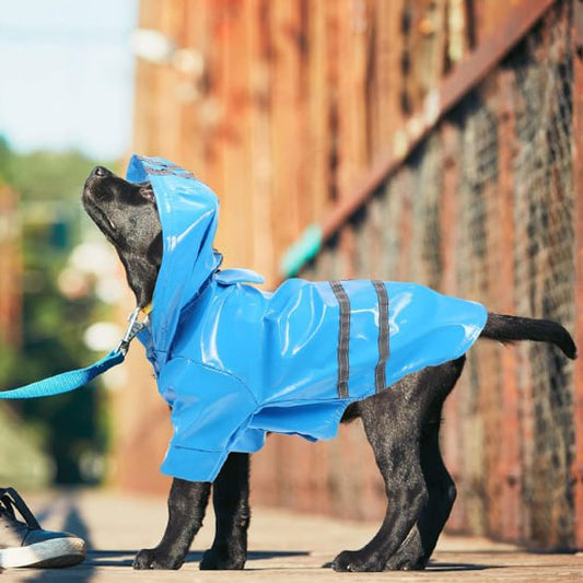 	Chien labrador noir portant un chien manteau bleu avec capuche lors d'une promenade