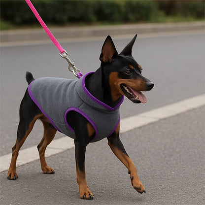 Pinscher marchant avec un chien manteau gris chiné et finition violette.