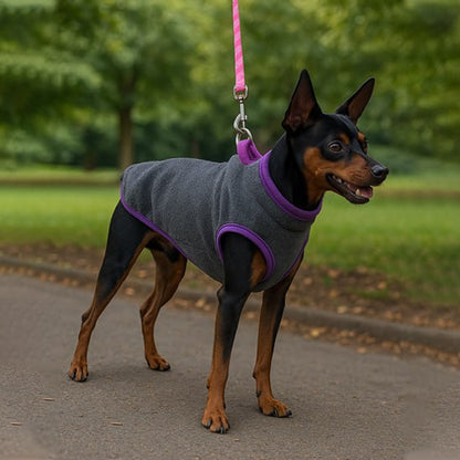 Profil d'un pinscher avec son chien manteau gris chiné et liseré violet.
