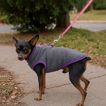 Pinscher nain sur le trottoir portant un chien manteau gris à liséré violet.