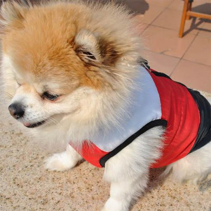 Chien poméranien portant un chien manteau tricolore blanc, rouge et noir.