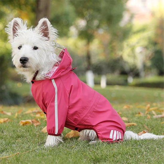 Westie Terrier assis dans un parc portant un chien manteau rose fuchsia avec capuche transparente.