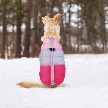 Chien assis dans la neige avec un chien manteau zippé rose et violet
