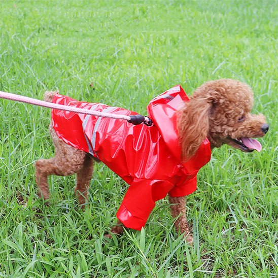 	Chien caniche en laisse portant un chien manteau rouge imperméable dans l'herbe.