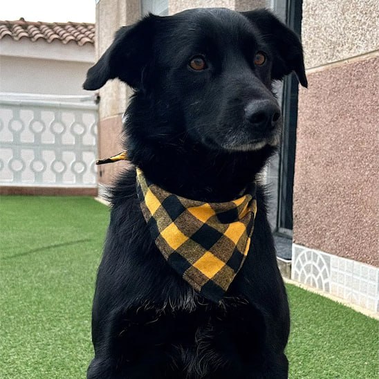 Chien noir assis sur du gazon synthétique avec un bandana chien à carreaux jaunes.