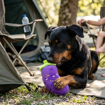 Chien type Beauceron devant une tente avec son jouet chien aubergine au camping.