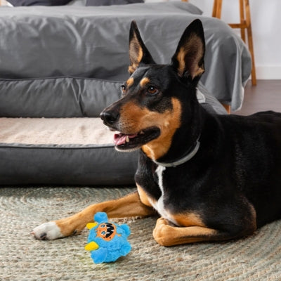Chien type Beauceron couché à côté d'un jouet pour chien bleu sur un tapis tressé.