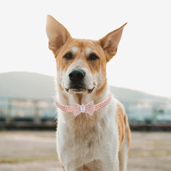 Chien de race mixte portant un collier pour chien raffiné en chaîne avec strass roses et nœud papillon en zircon en plein air.