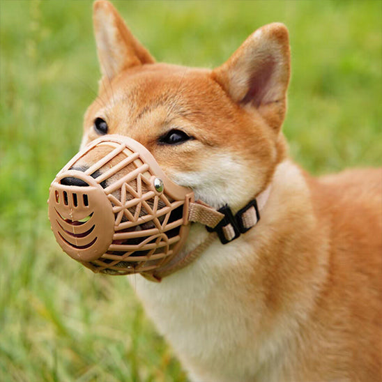 Vue de trois-quarts d'un Shiba Inu portant une muselière anti aboiement beige en extérieur.