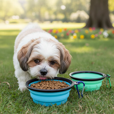 Chien Shih Tzu mangeant des croquettes dans une gamelle chien bleue sur l'herbe.