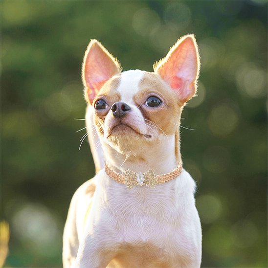 Chien Chihuahua marron et blanc portant un collier pour chien élégant en chaîne avec strass dorés et nœud papillon en zircon en plein air.