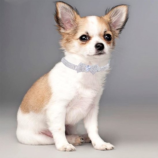 Chiot Chihuahua portant un élégant collier pour chien en chaîne avec strass et nœud papillon en zircon assis tranquillement.