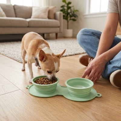 Un Chihuahua mange dans des gamelles chien pliables vert clair posées sur un parquet.