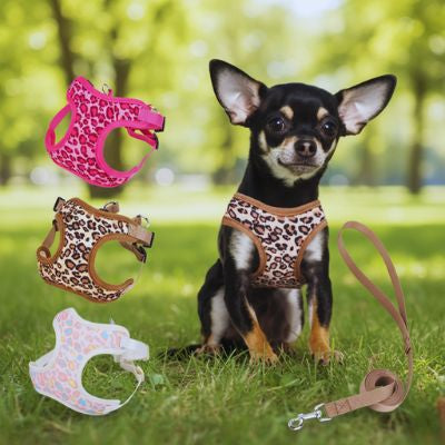 Chihuahua assis sur l'herbe avec trois modèles de harnais chien et une laisse assortie.