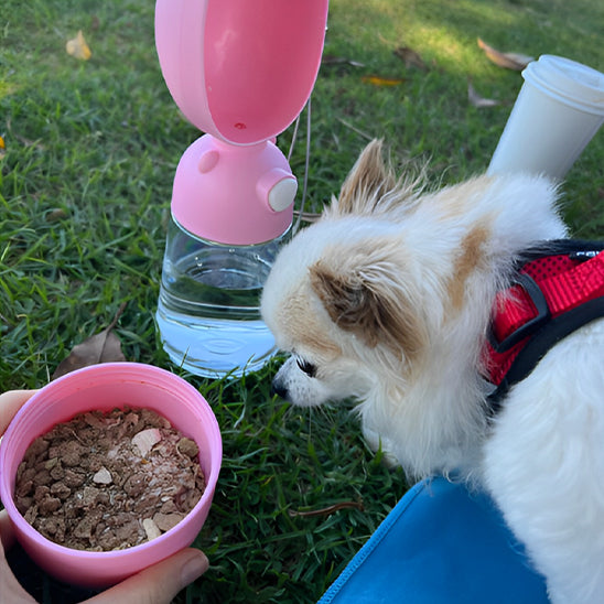 Chien Chihuahua à côté d'une gourdes pour chien rose et d'un bol de nourriture sur l'herbe.