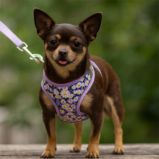 Chihuahua marron en extérieur avec une laisse et un harnais chien violet à fleurs blanches.
