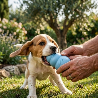 Chiot Beagle dans un jardin tenant en gueule un jouet pour chien kong bleu avec un humain.