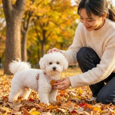 Femme caressant un chiot Bichon Frisé avec harnais anti traction chien blanc en automne.