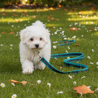 Chiot blanc sur l'herbe avec une longe pour petit chien bleue.