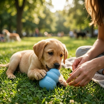 Chiot Golden Retriever couché dans un parc mordillant un jouet pour chien kong bleu.