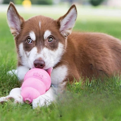 Chiot Husky brun et blanc couché dans l'herbe avec son jouet Kong chien rose.