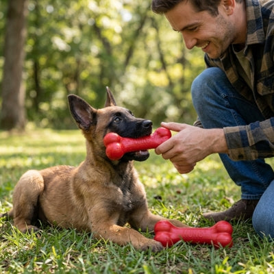 Chiot Malinois jouant à tirer un jouet pour chien kong rouge avec son maître dans l'herbe.