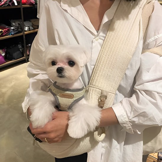 Chiot Maltais avec harnais rayé assis dans un chien sac de transport en coton beige.