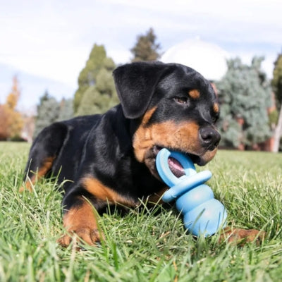Chiot Rottweiler noir et feu couché dans l'herbe avec son jouet chien kong bleu.