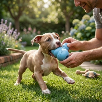 Chiot American Staffordshire Terrier jouant dans l'herbe avec son jouet pour chien kong bleu.
