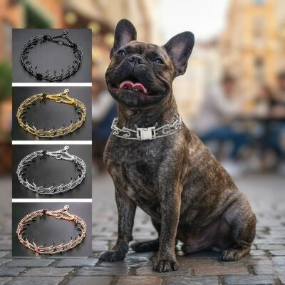 Gamme de couleurs : noir, or, argent et cuivre pour ce collier etrangleur chien. Porté par un Bouledogue Français.