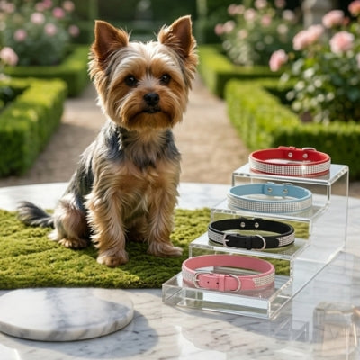 Yorkshire devant une gamme de collier pour chien en rouge, bleu, noir et rose.