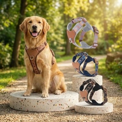 Golden Retriever assis à côté de trois modèles de harnais anti traction chien sur socles.