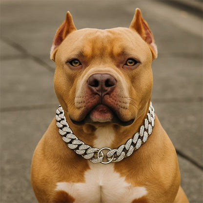 American Bully portant un collier chien chaîne cubaine brillante argentée, au style luxueux et robuste.