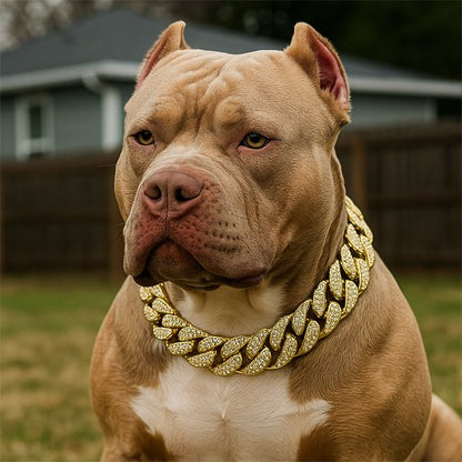American Bully massif avec collier chien chaîne cubaine brillante dorée, apparence imposante et élégante.
