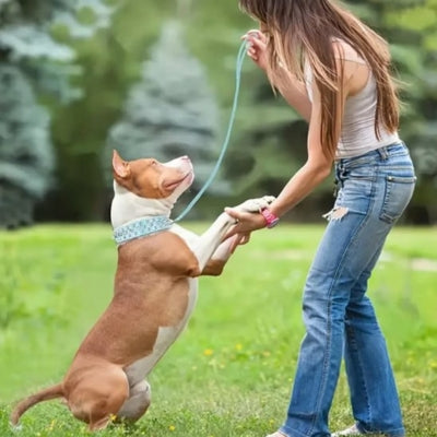 Femme tenant les pattes d'un Pitbull blanc et marron muni d'un collier chien clouté clair.