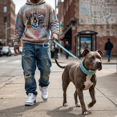 Un Pitbull gris porte un collier chien clouté bleu ciel et une laisse assortie.