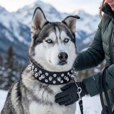 Un Siberian Husky porte un large collier chien clouté en cuir noir.