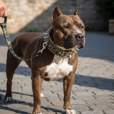 Chien American Bully marron et blanc avec un large collier chien clouté doré et une laisse.