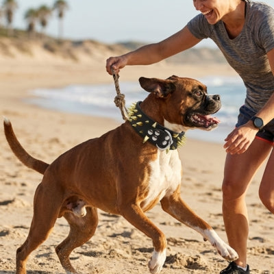 Chien Boxer jouant sur la plage et portant un large collier chien clouté noir à pointes dorées.
