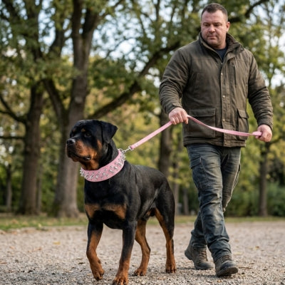 Un Rottweiler adulte porte un collier chien clouté de couleur rose clair.