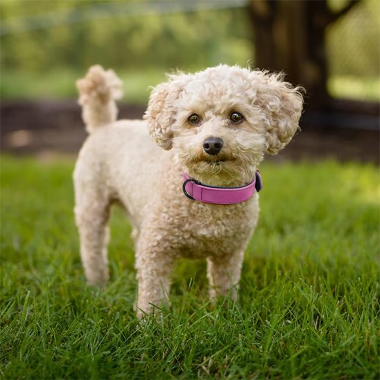 Petit chien de race Poodle (Caniche) de couleur crème, debout dans le jardin, portant un collier chien cuir rose vif. Ambiance extérieure naturelle.