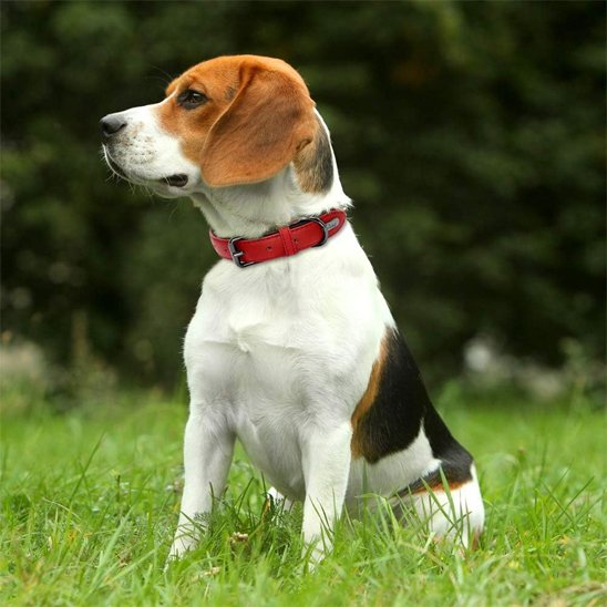 Collier chien cuir rouge sur un Beagle tricolore, assis tranquillement dans l'herbe verte. Le collier est ajustable avec une boucle en métal noir.