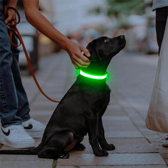 Ce chien de race border collie porte un collier chien lumineux vert assise à côté de son maître en plein air.