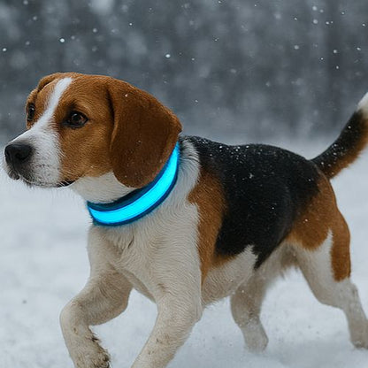 Ce chien de race beagle portant un collier chien lumineux bleu visible jouant dans la neige en l'hiver.