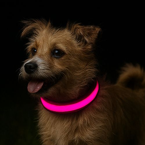Ce chien de race labrador porte son collier chien lumineux jaune, se promène dans la rue en ville la nuit.