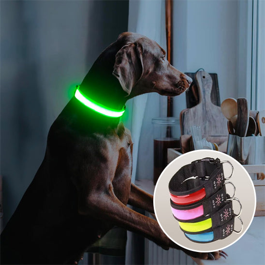 Doberman noir portant un collier chien lumineux vert fluorescent, idéal pour promenades nocturnes.