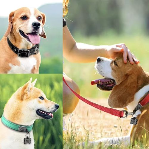 Collier chien réfléchissant sur Beagle et Shiba Inu, confortables et visibles la nuit pour promenade sécurisée.