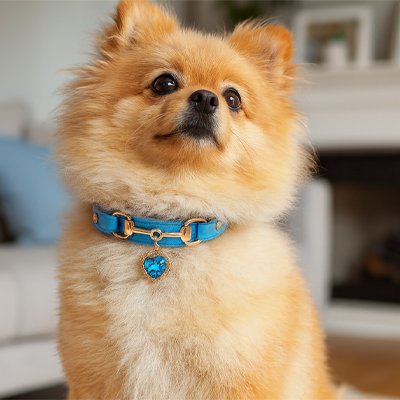 Chien poméranien portant un collier chiot bleu en cuir perle avec strass cristal et pendentif cœur scintillant, assise au salon. 